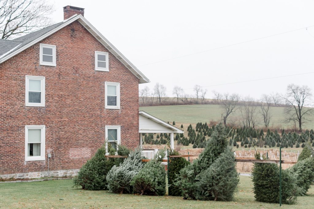 Valley View Christmas Tree Farm | Lehigh Valley Wedding Photographer - Hope &amp; Stay Photography